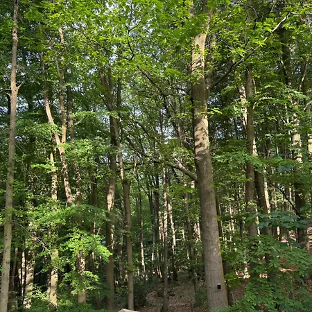 Dans Les Bois Avec Bain Nordique Et Cinema *