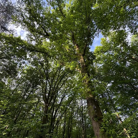 Lodge Dans Les Bois Avec Bain Nordique Et Cinema